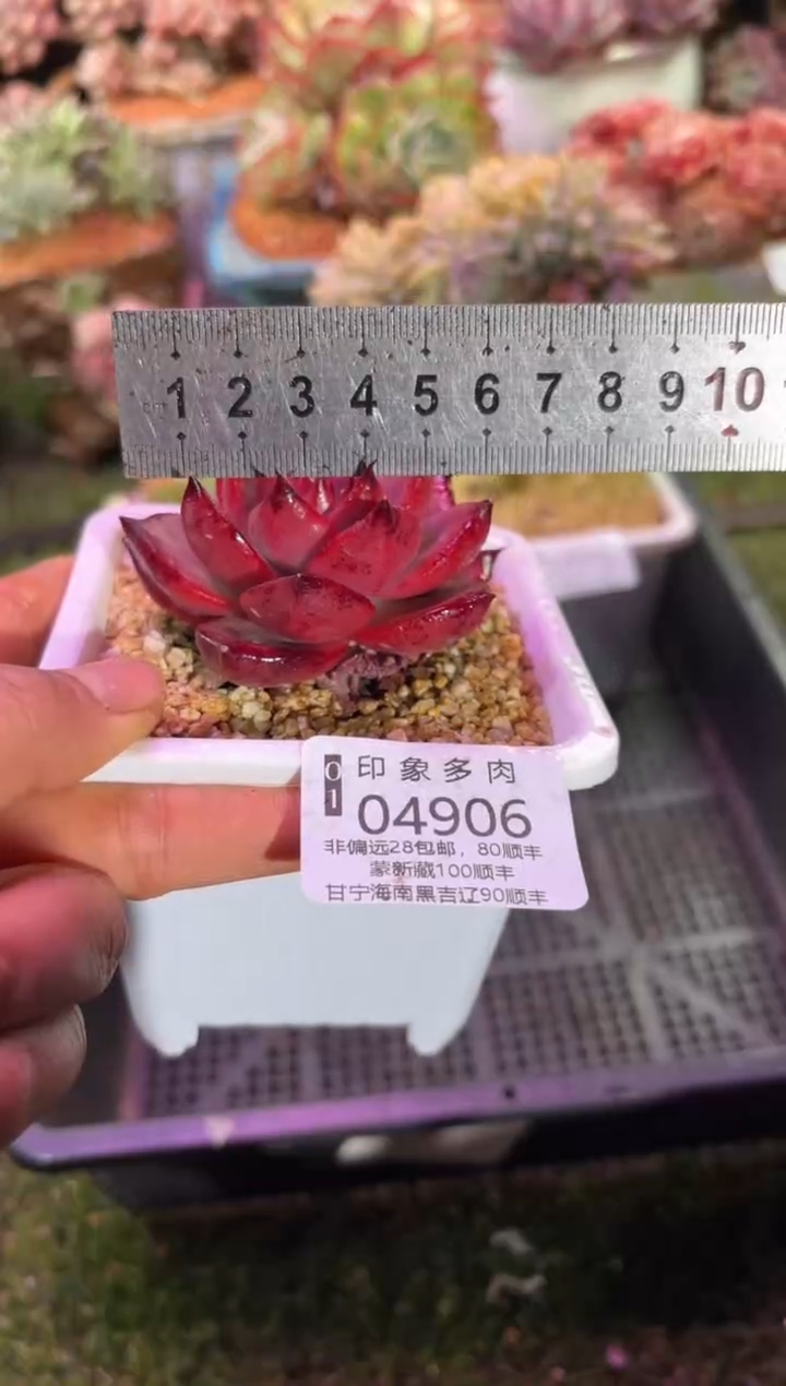 【闪购商品】04906