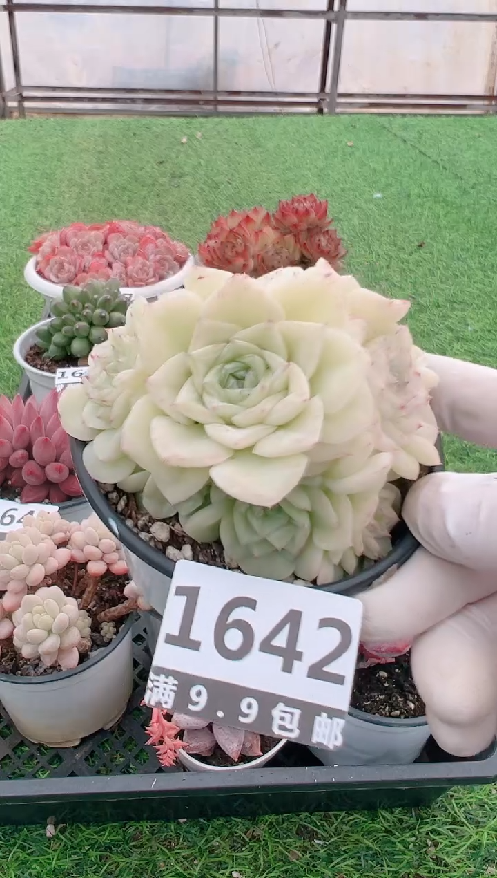 【闪购商品】信福多肉一物一拍