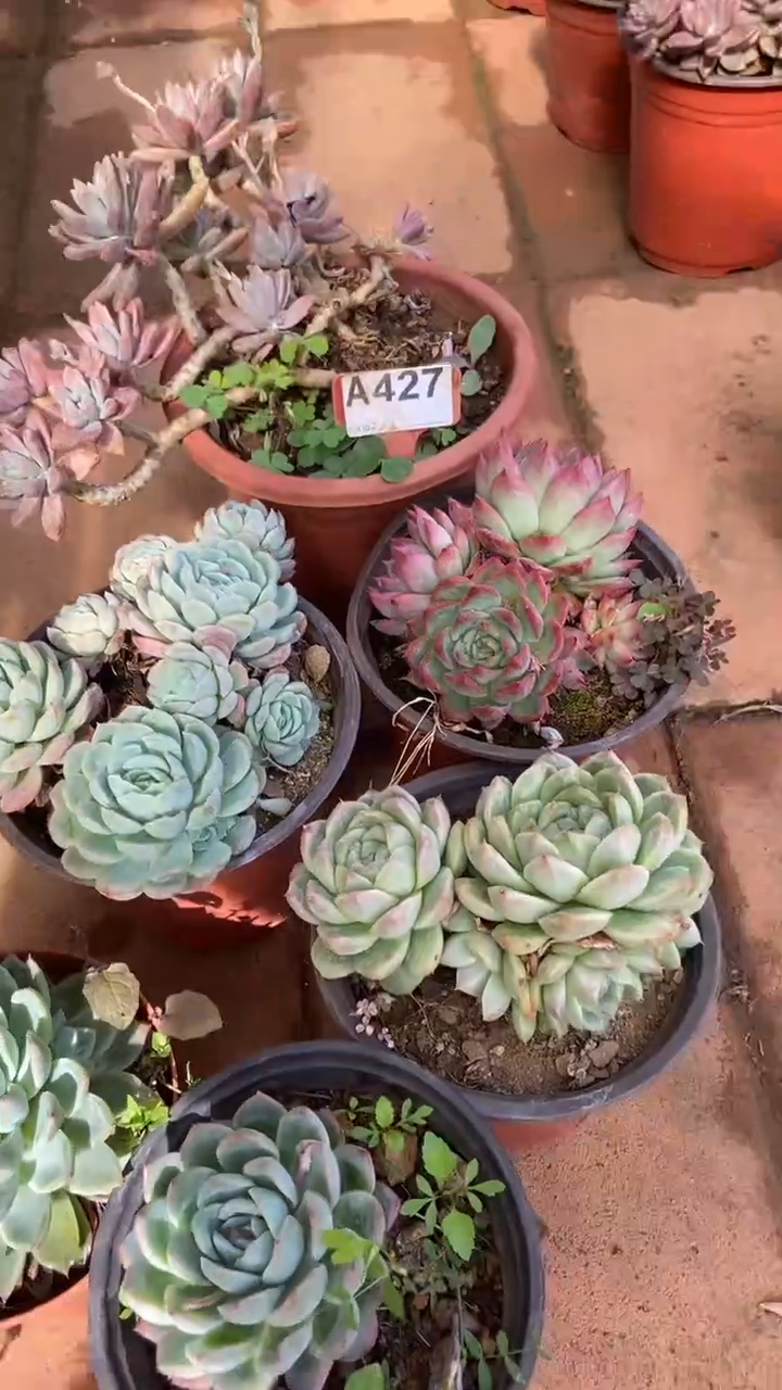 A427闪购清风花木兰多肉组合脱土发货