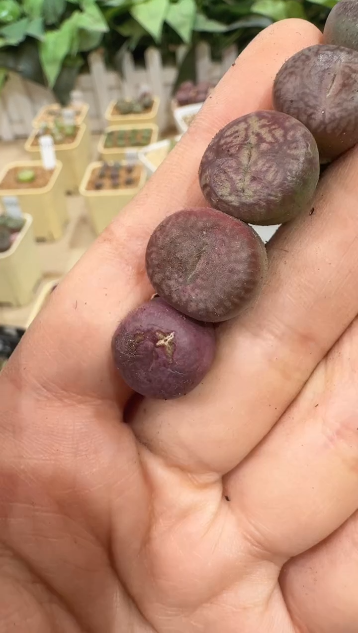 ?****n28-161多肉植物肉锥