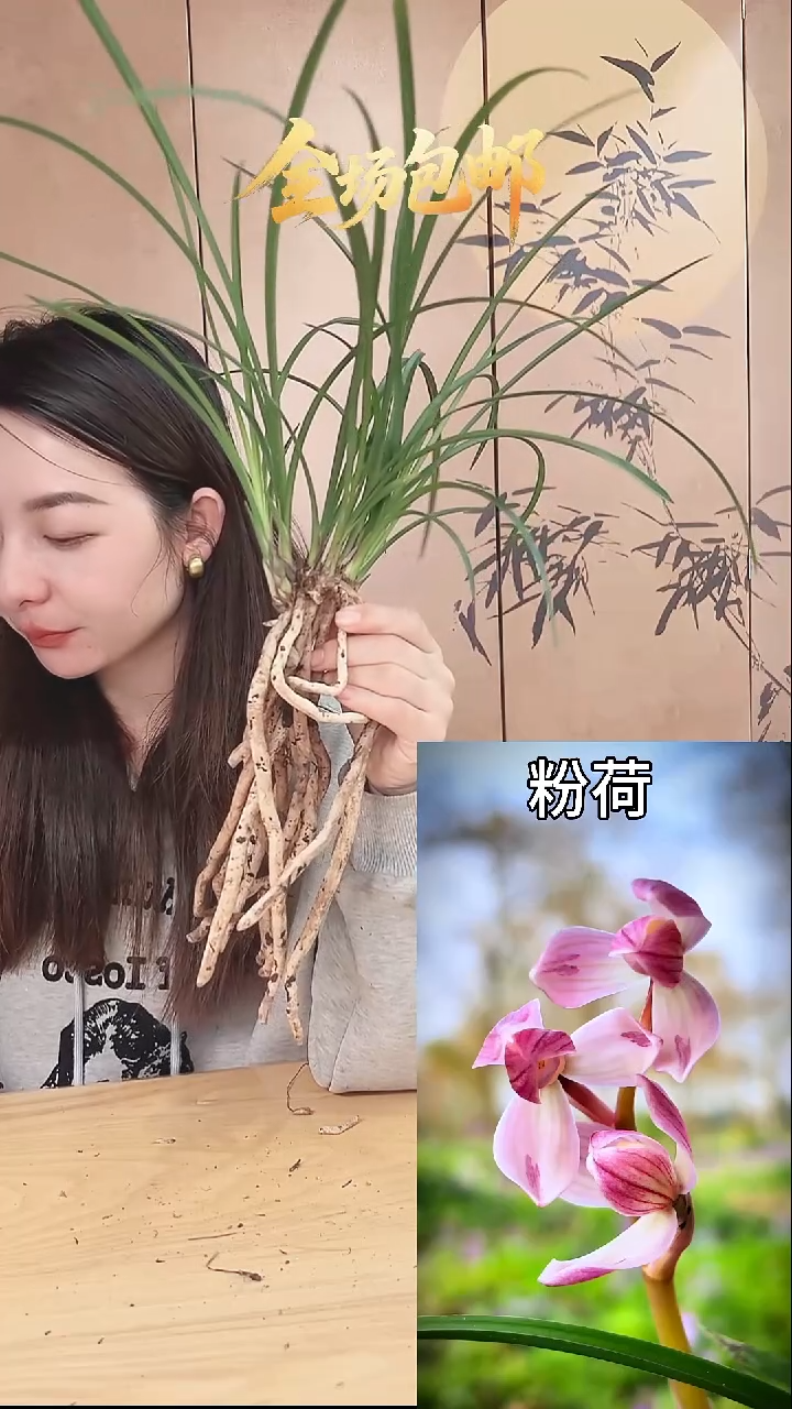 当前无花栽培后可以开花：粉荷