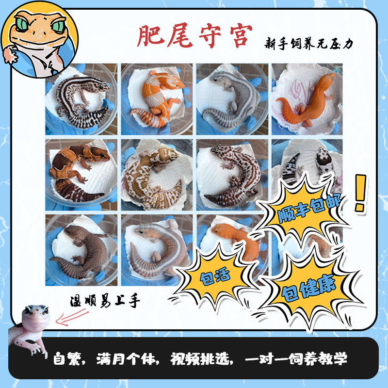 肥尾守宫爬宠异宠 均大苗 新手友好温顺可爱