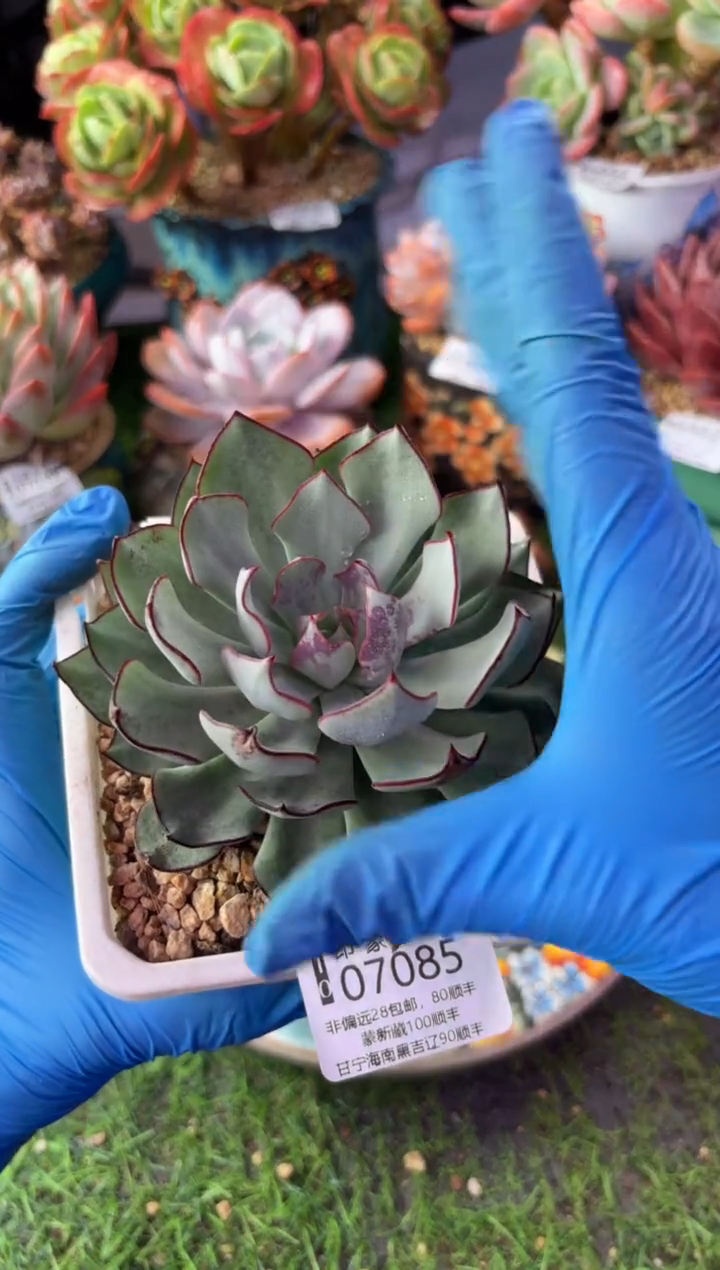 昆明印象多肉07085