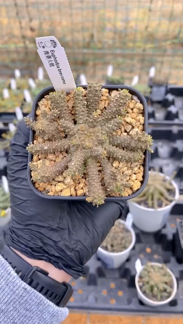 【闪购商品】海葵大戟FA-5980