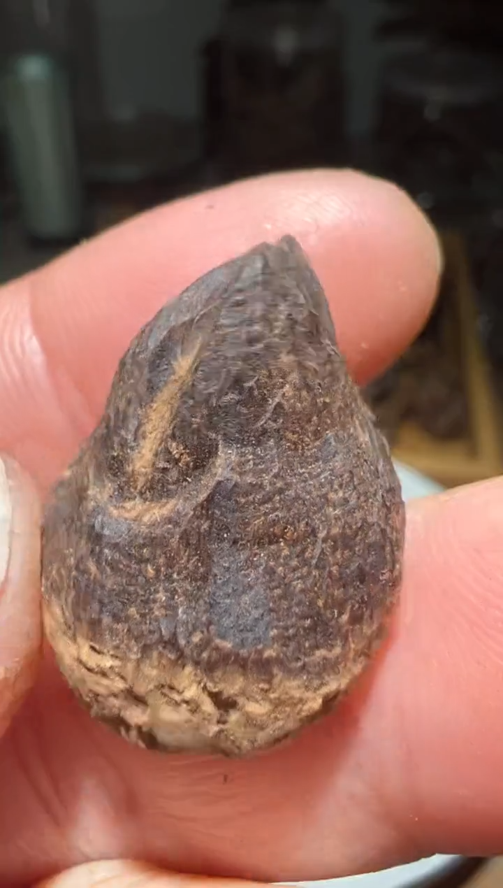 【闪购商品】沉香沉香碎屑加里曼丹1.7克