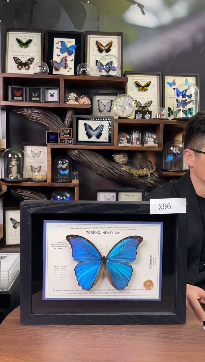 大蓝闪蝶-横向悬浮款【A4平面框】X96微瑕