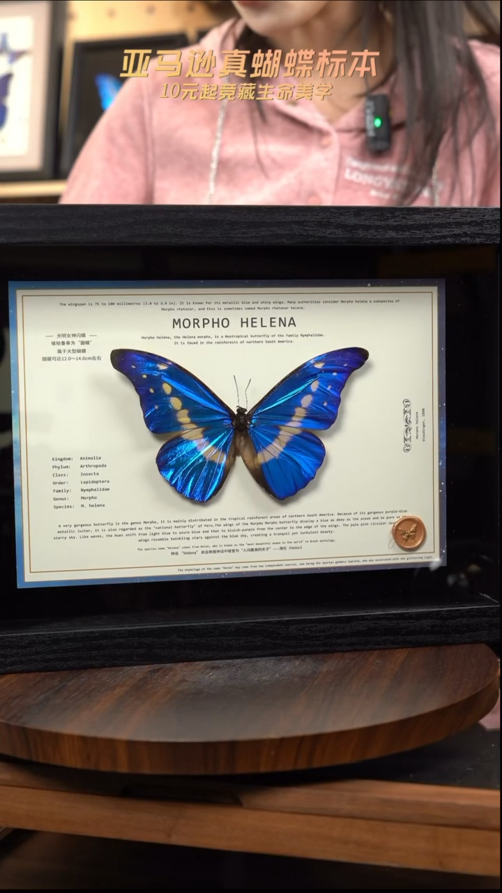 蝴蝶标本摆件竞拍l171