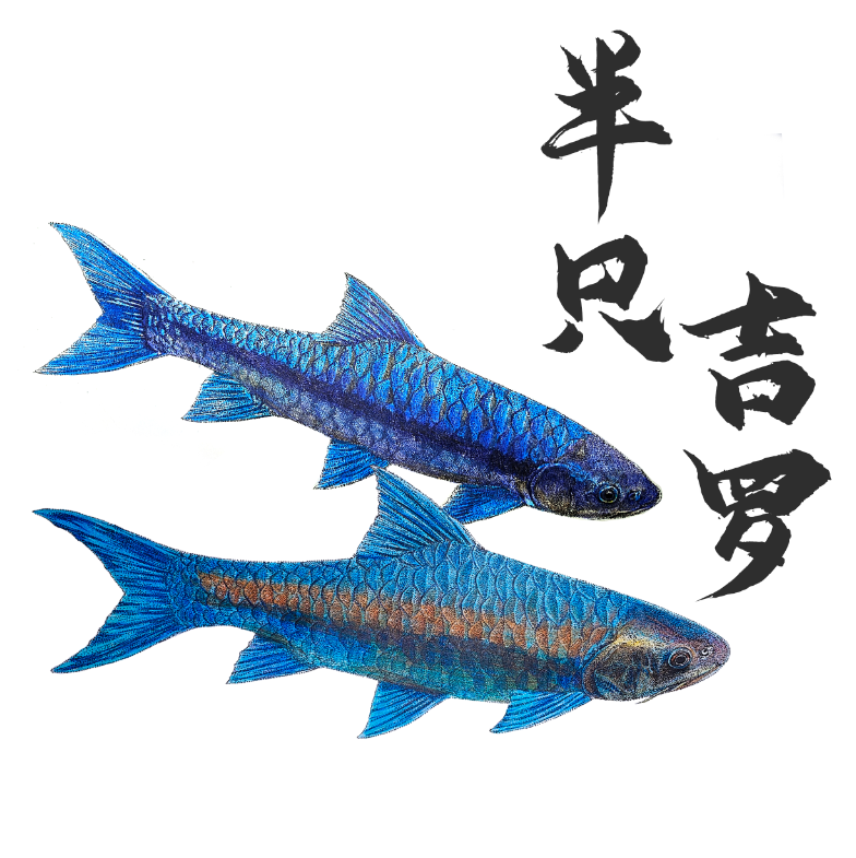 红吉罗蓝吉罗金吉罗活体观赏鱼一物一拍（一镜到底开箱视频有售后）