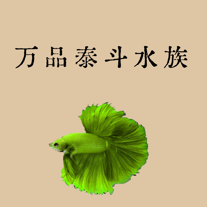 E18（409-432）泰国斗鱼精品鱼小型热带观赏鱼【直播间选鱼】