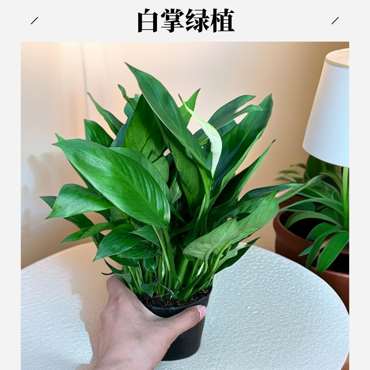 白掌一帆风顺桌面室内绿植茶室盆栽摩托可水培懒人办公室书房客厅