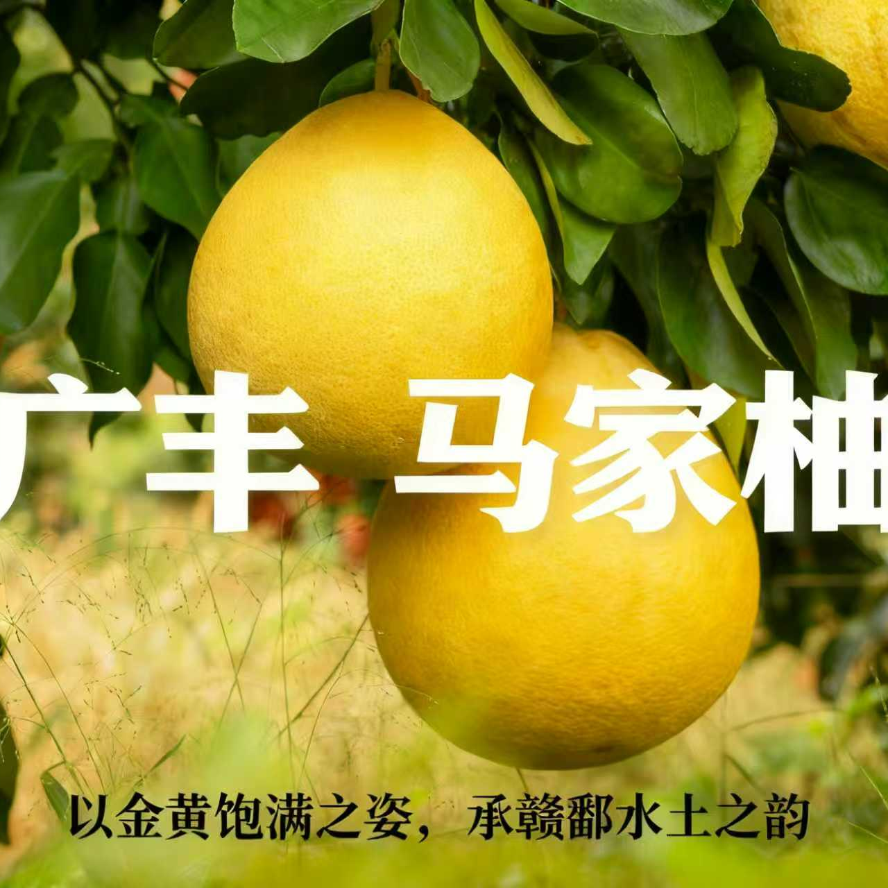 【广丰马家柚】有机马家柚现采先摘无虾线正宗马家柚汁多