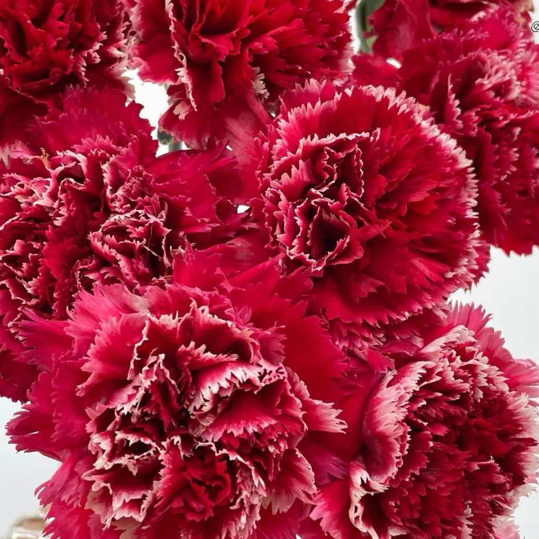 【冬红飘雪康乃馨】 -云南基地直发-全场任意两单升级冷链快递