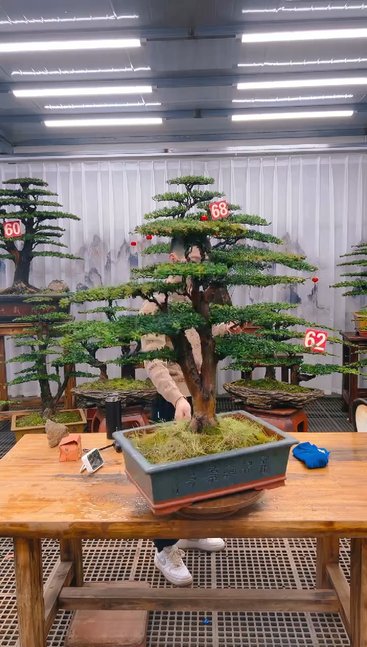 【闪购商品】紫砂精品盆景直播间一物一拍