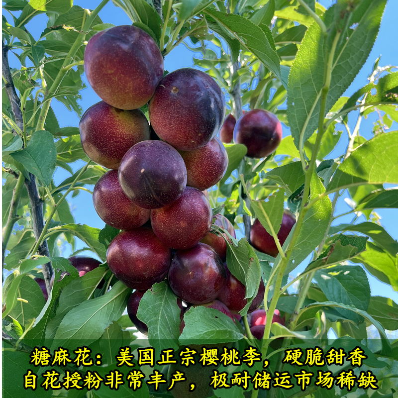 糖麻花樱桃李子苗
