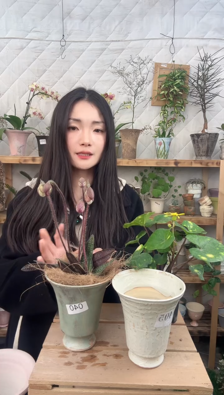 无花朵040玉女兜兰加盆一套