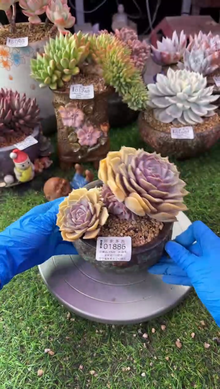 昆明印象多肉01886