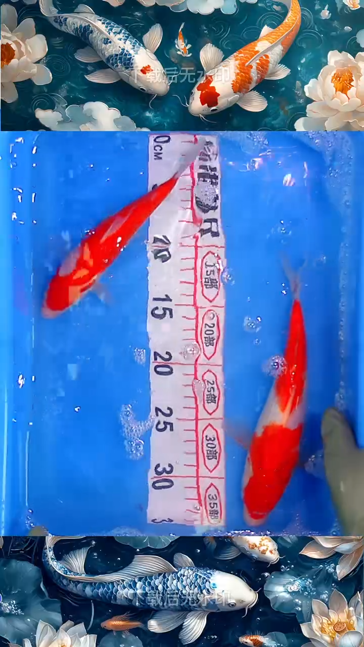 海水鱼锦鲤观赏鱼冷水淡水10