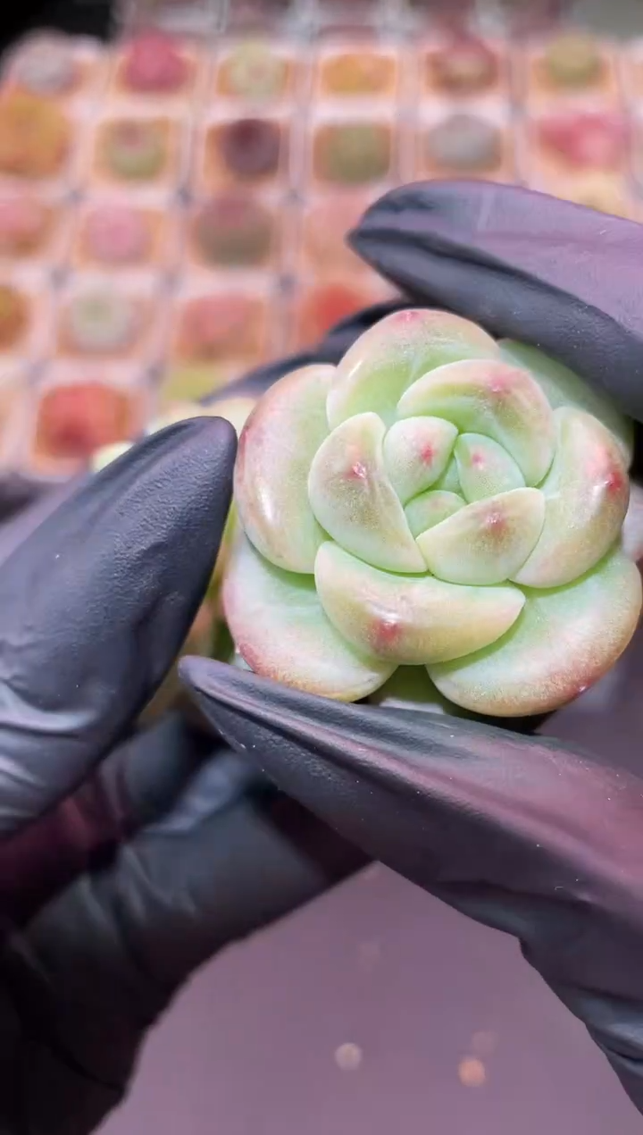 闪购480 气球翡多肉一颗  3.8-4厘米