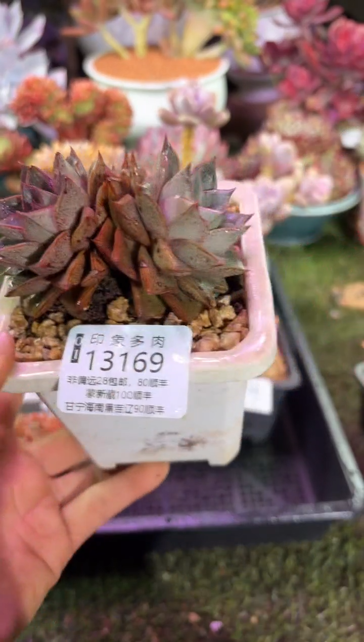 【闪购商品】13169