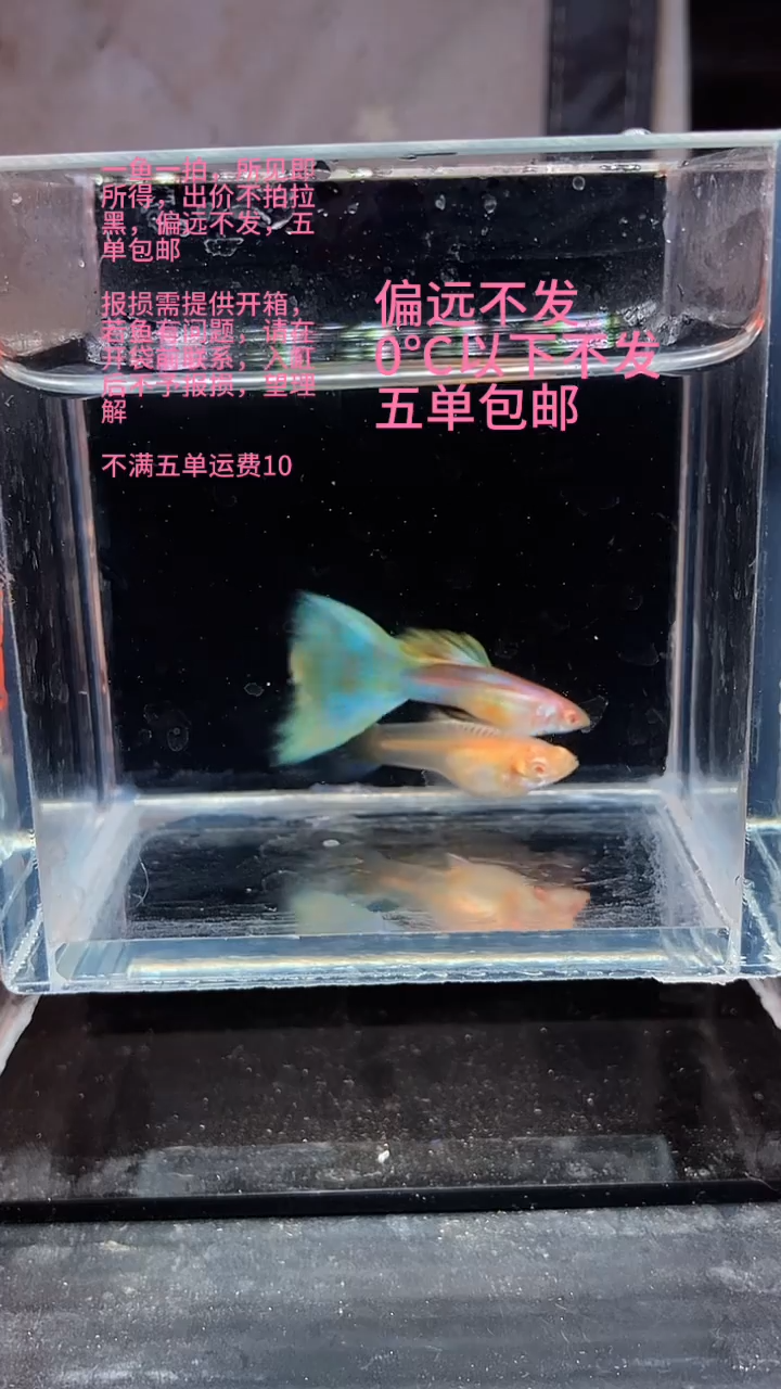 孔雀鱼孔雀鱼 19