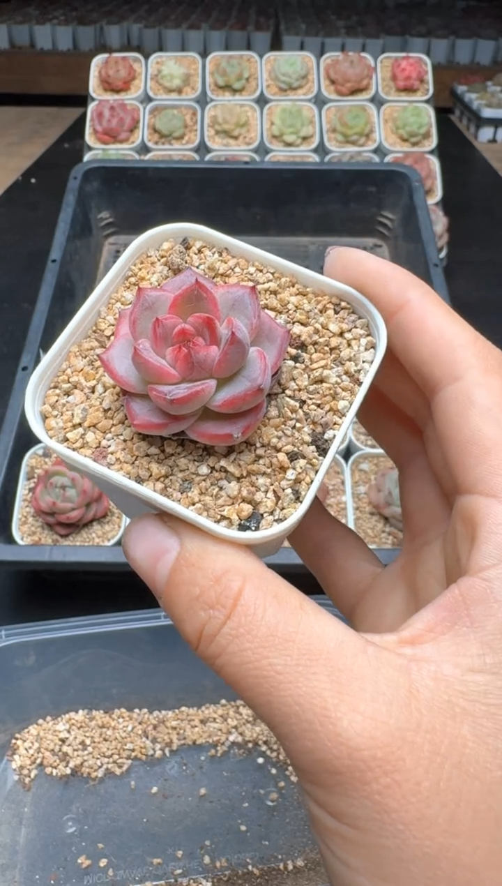 【闪购商品】225C物拍多肉带盆土6.5杯拍3颗包柚