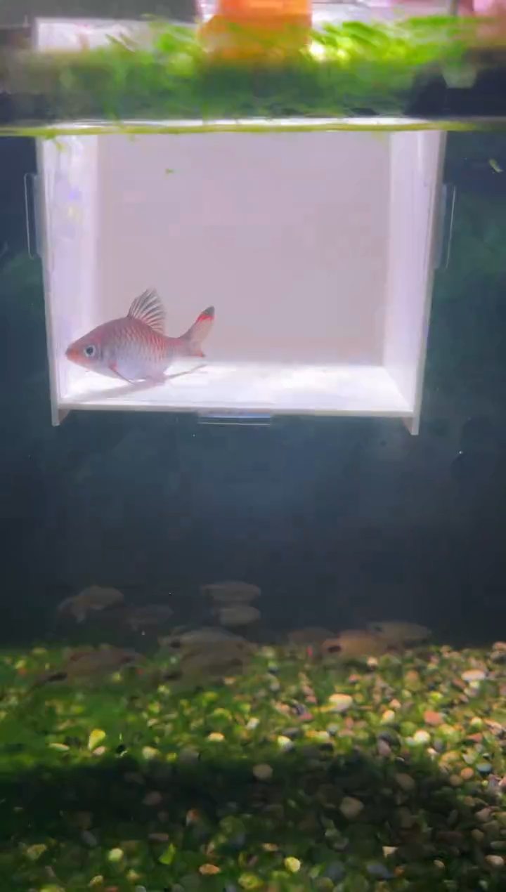 工具鱼梦幻黑影道人