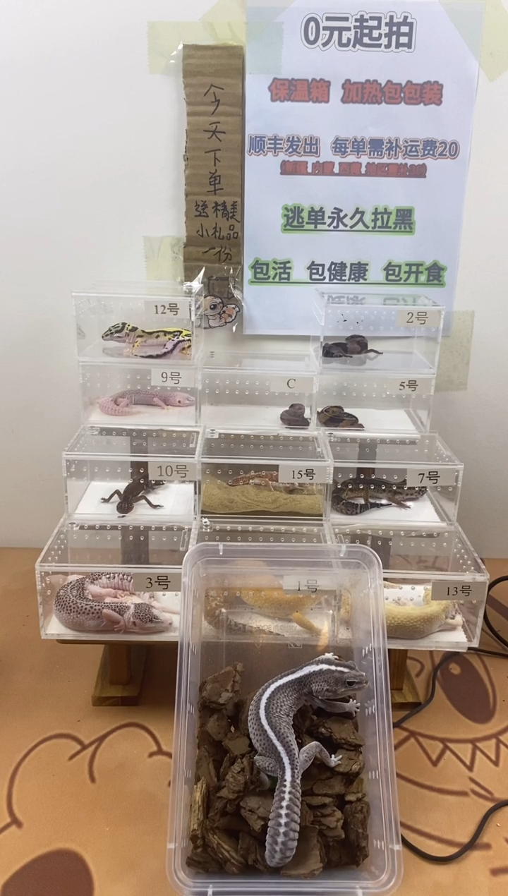 豹纹守宫豹纹守宫幼苗亚成体成体肥尾