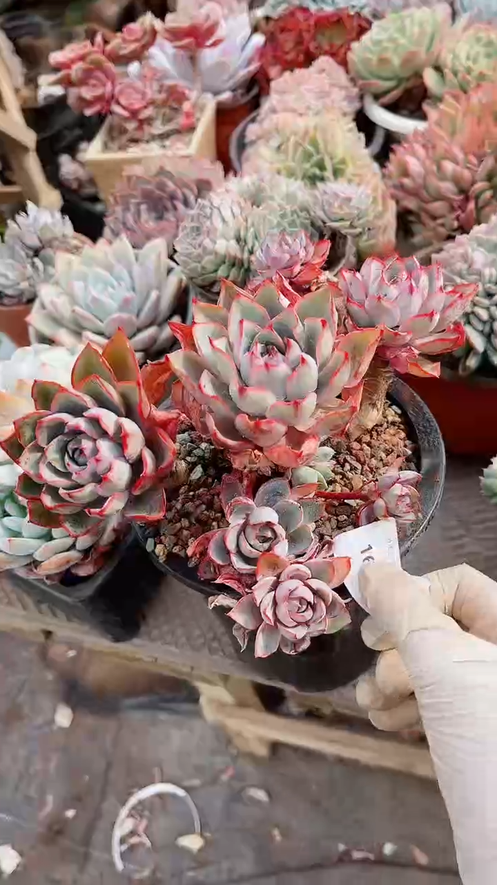 【闪购商品】16312