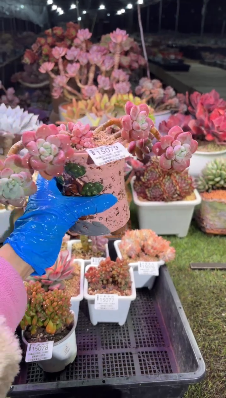 【闪购商品】15079