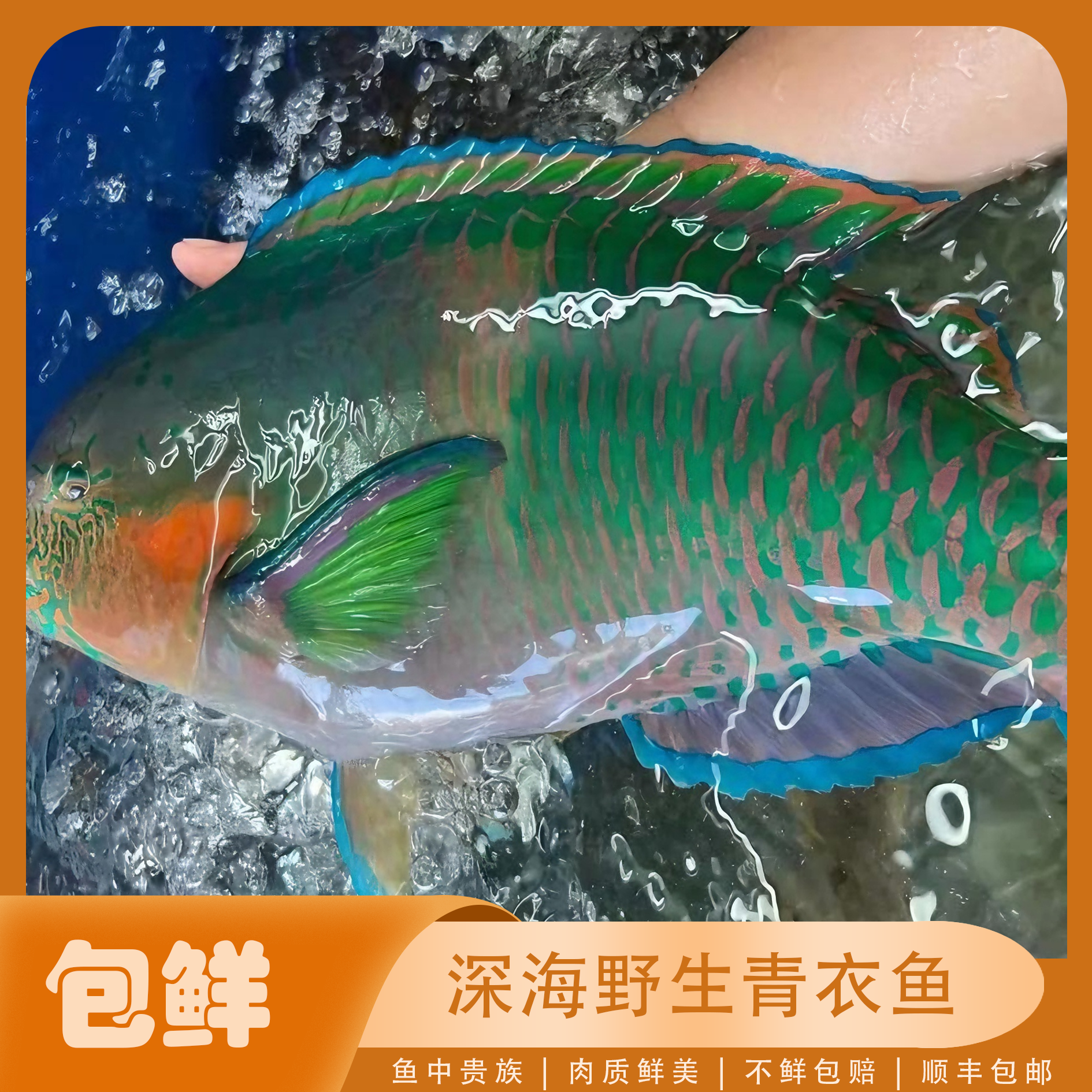 野生青衣鱼深海新鲜肉质鲜美 直播现称现卖（保鲜不包活）顺丰包邮