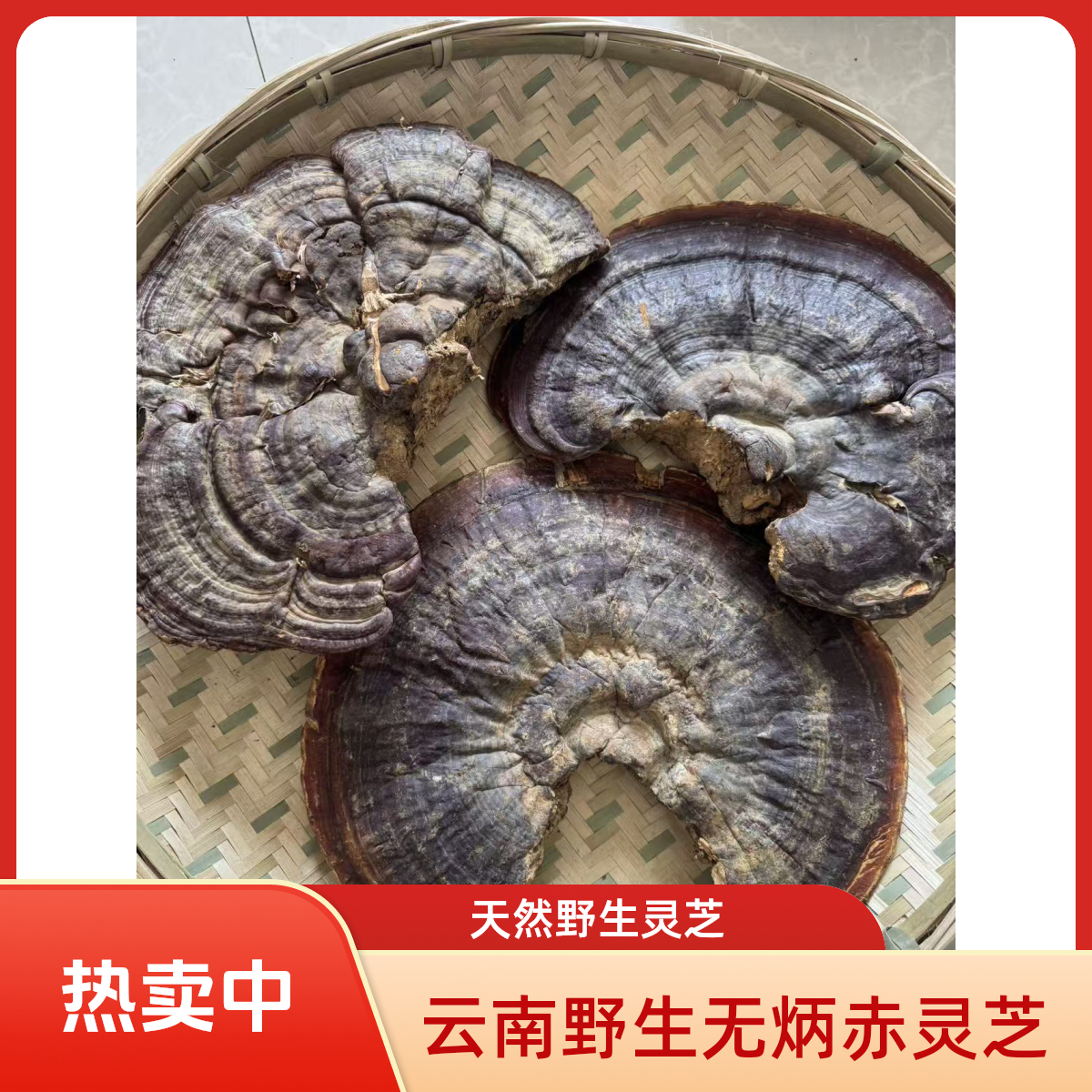 云南野生无炳赤灵芝