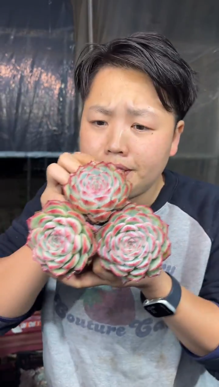 精控小侧影3颗 5