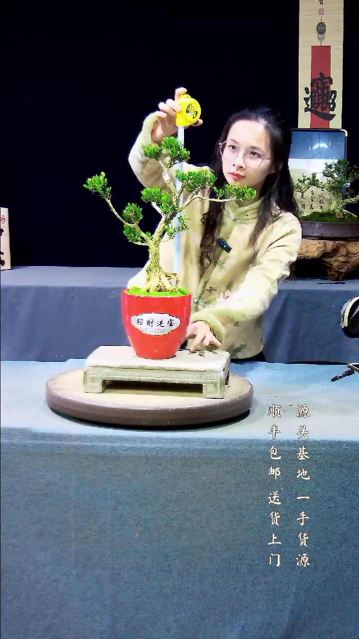 【闪购商品】黄杨盆景黄杨盆景