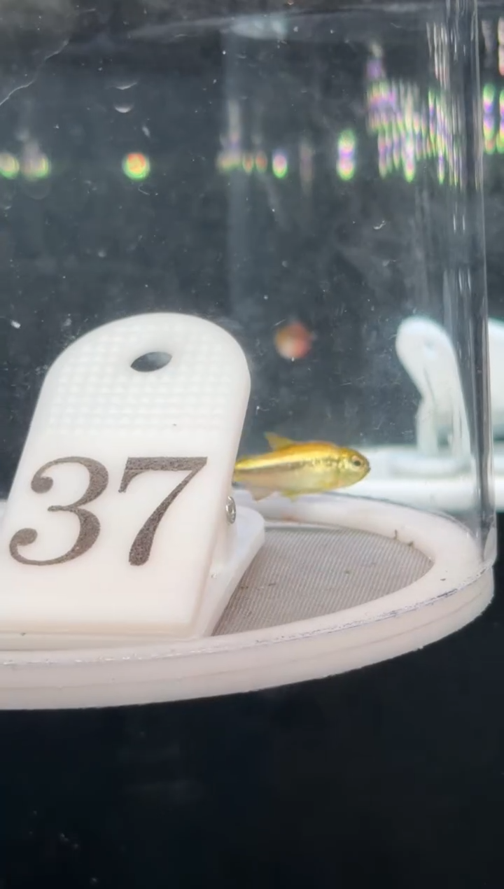 灯科鱼L**E【37】白金隆背柠檬蓝帝