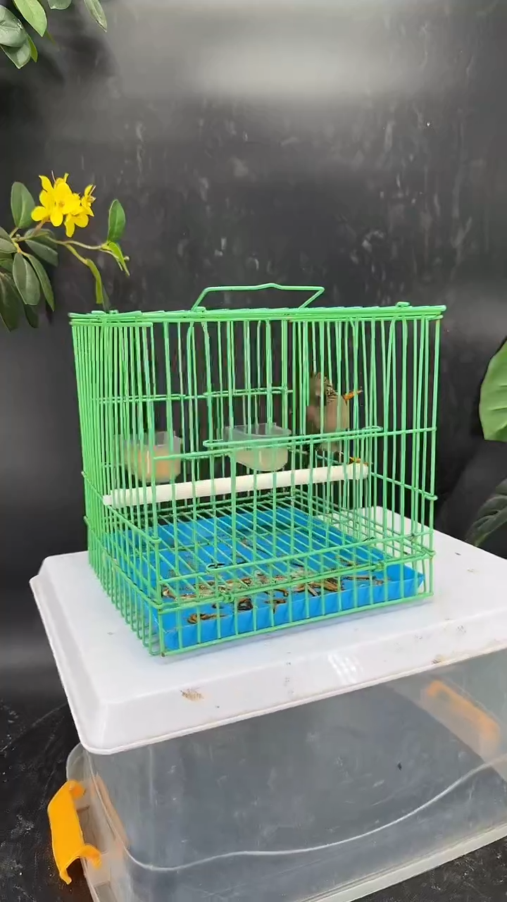 8号  白领凤梅养笼  0元起拍