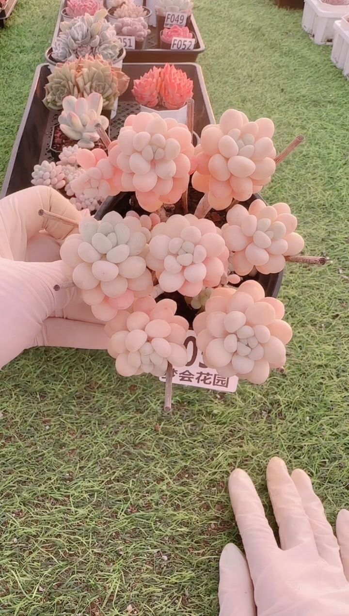 【闪购商品】梦会多肉一物一拍