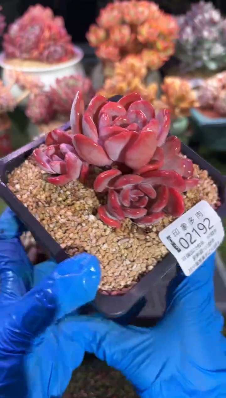 【闪购商品】02192