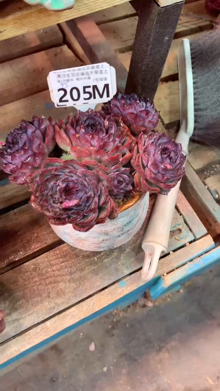 205M（一物一拍，精品多肉，所见即所得 ）