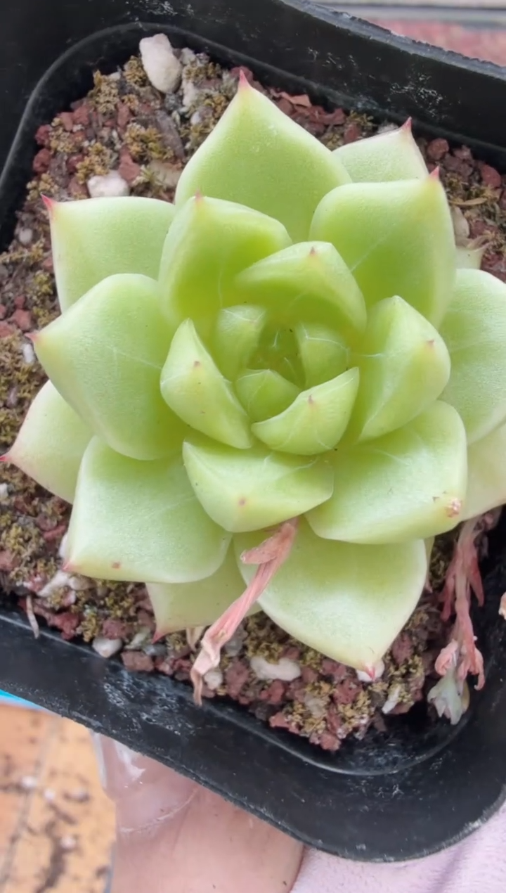 东云多肉园二店-247