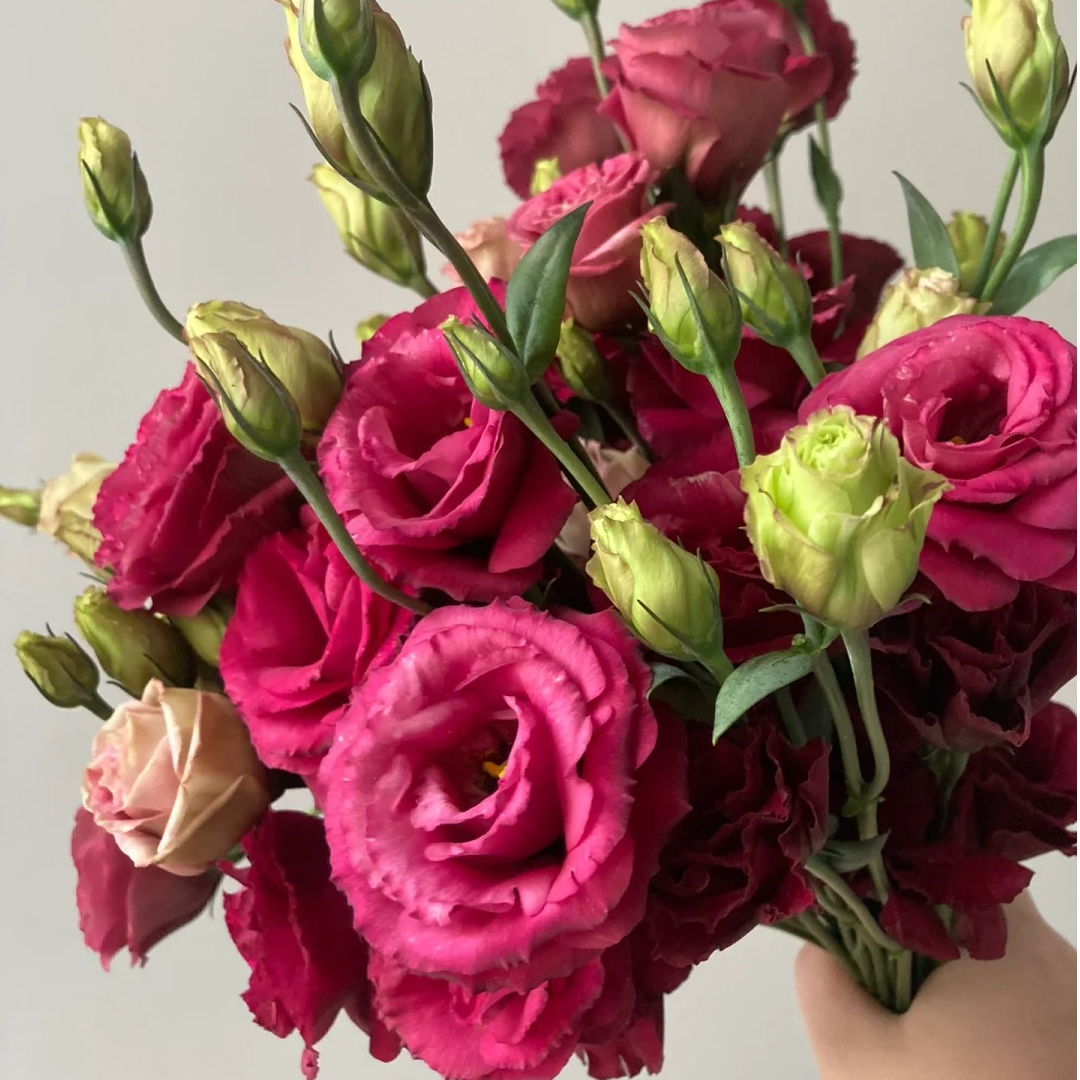 【酒红 洋桔梗】任意2单升级顺丰/德邦快递 发货后不支持退款