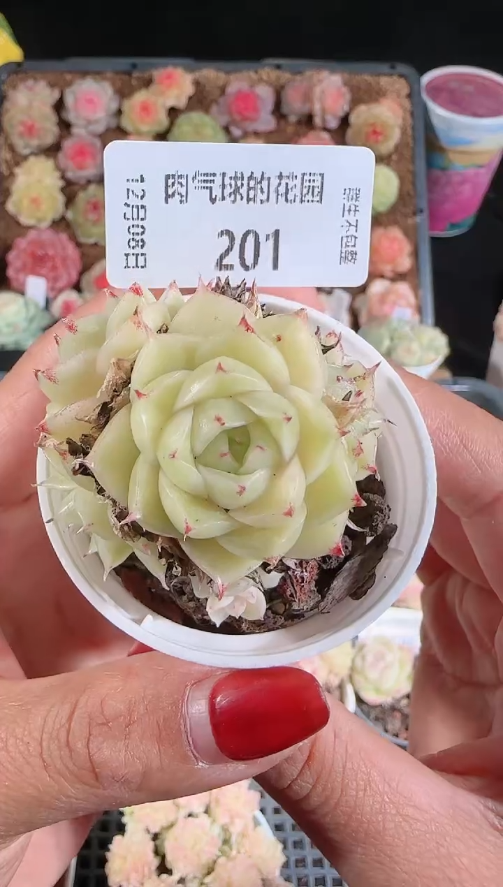 1208-201多肉群生不包整