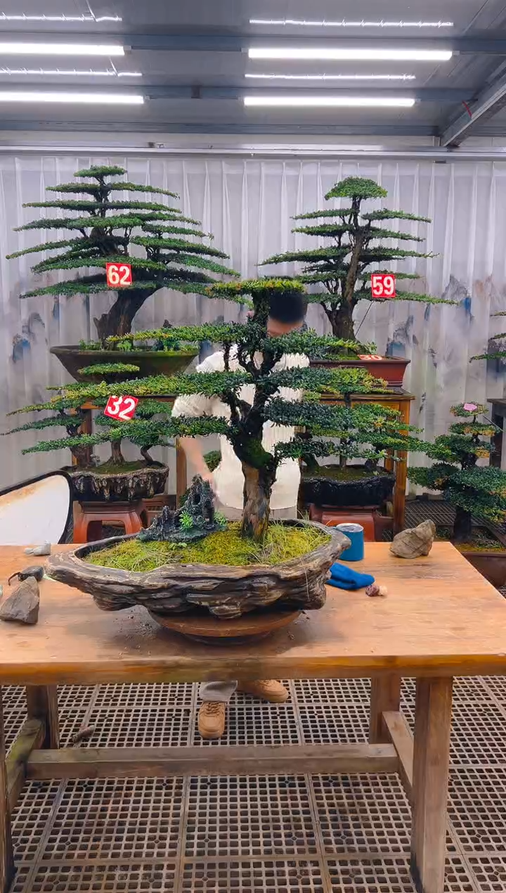 无花朵友*精品盆景直播间一物一拍