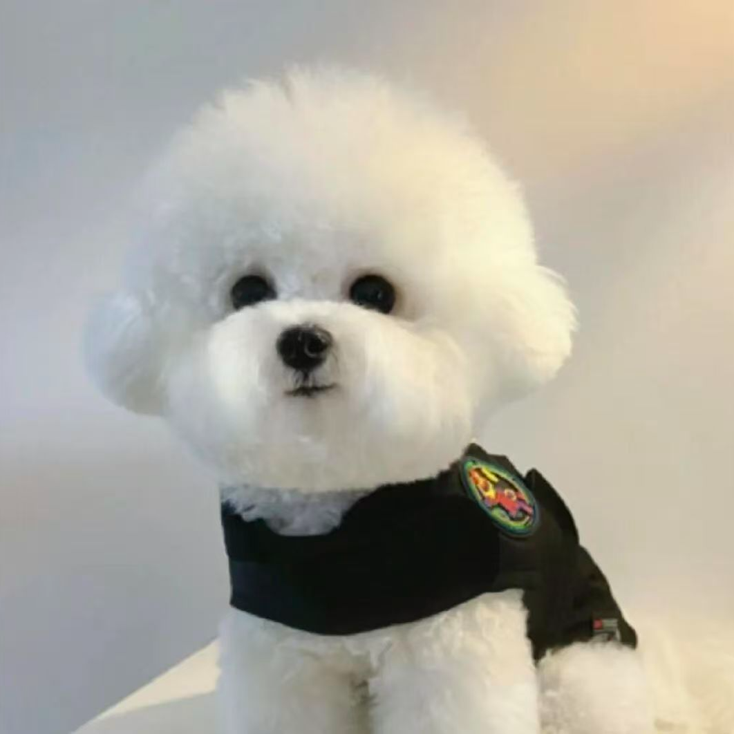 【喜宝家】韩系精品小体比熊狗狗活体链接