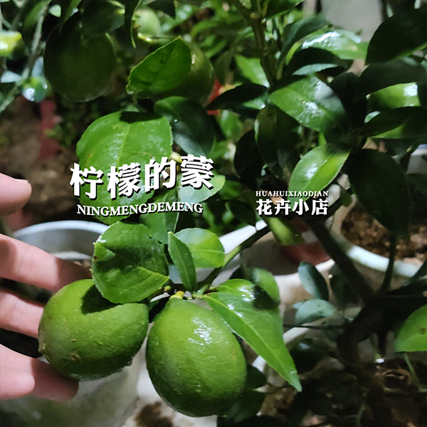 【直播专享福利】香水柠檬树苗盆栽可食用室内阳台庭院浓香四季结果