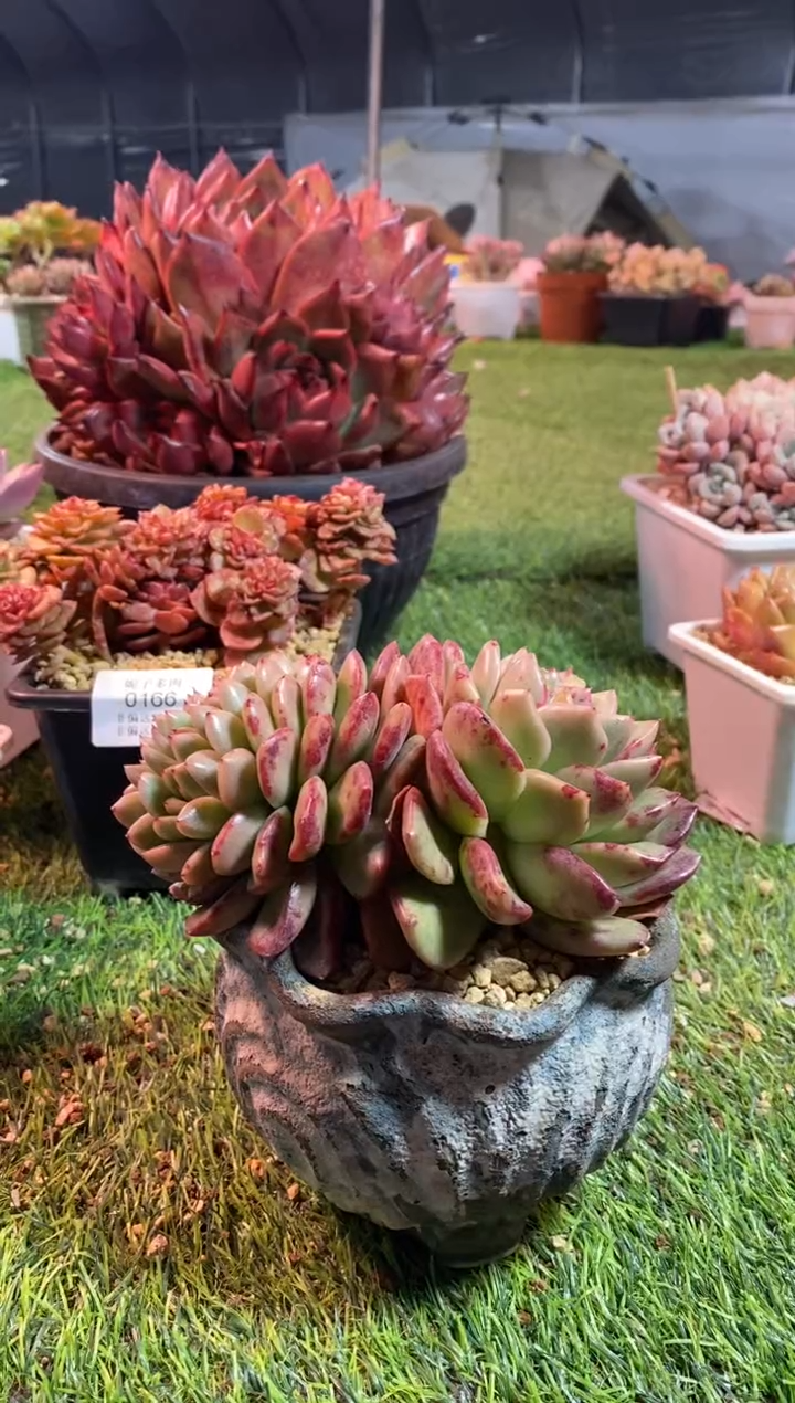 【闪购商品】0173a