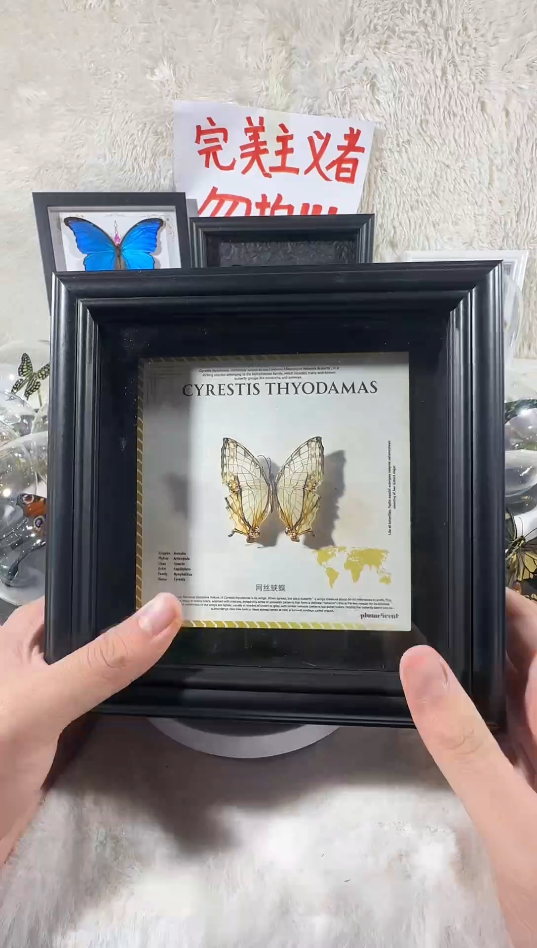 木网丝家底新相框   