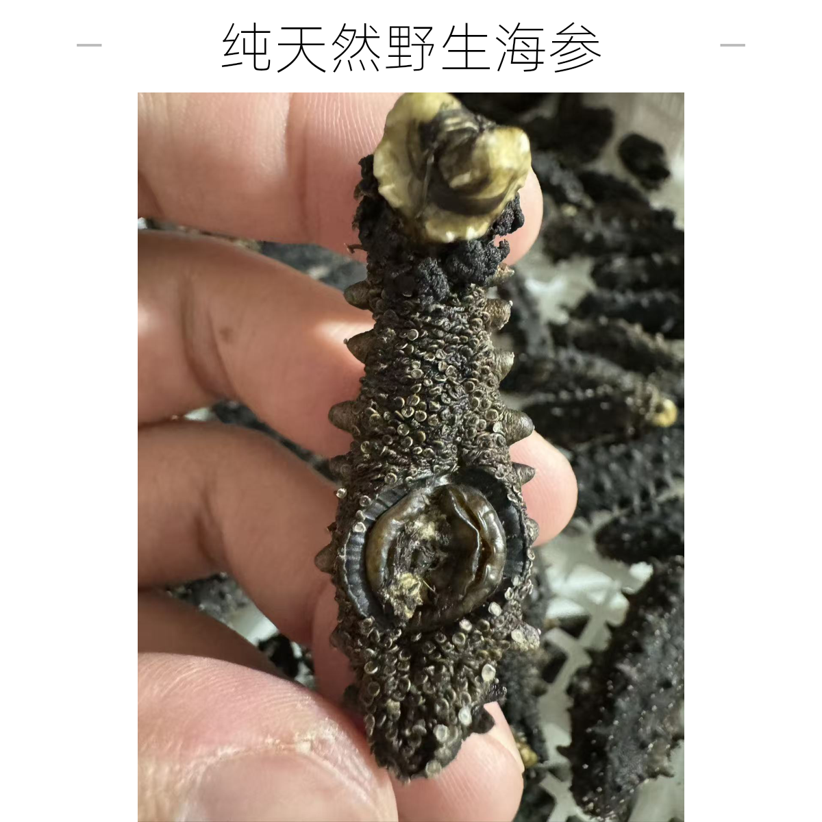 鲁青深海天生天长纯淡干海参40-130头/500克