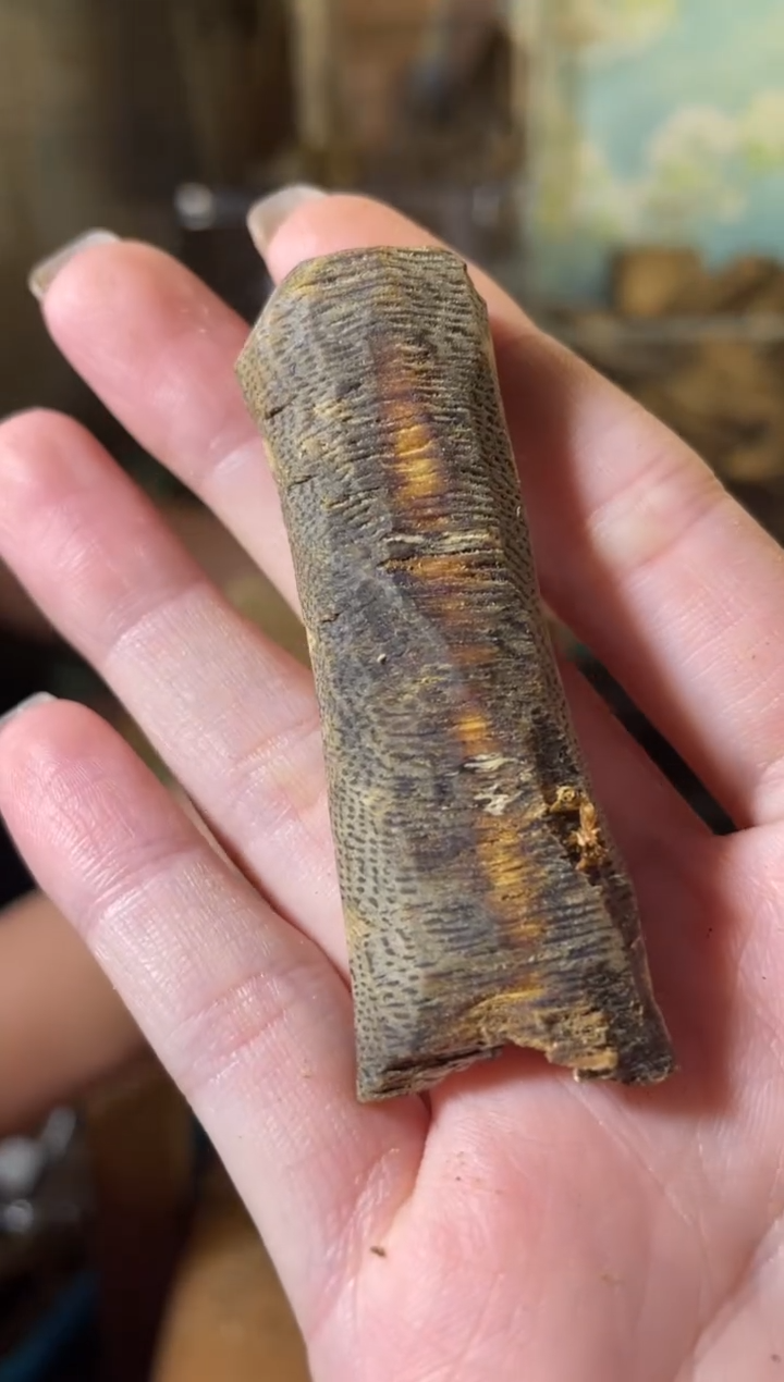 沉香沉香碎屑海南鸡母虫9