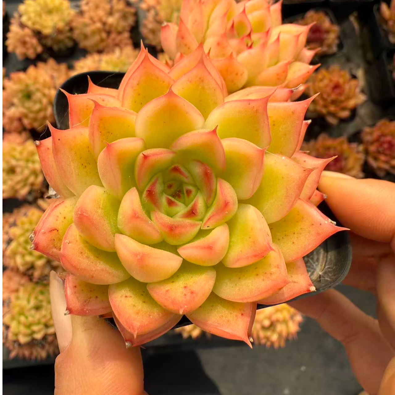 7#金光双头起多肉植物  前男友精品多肉 SM0041