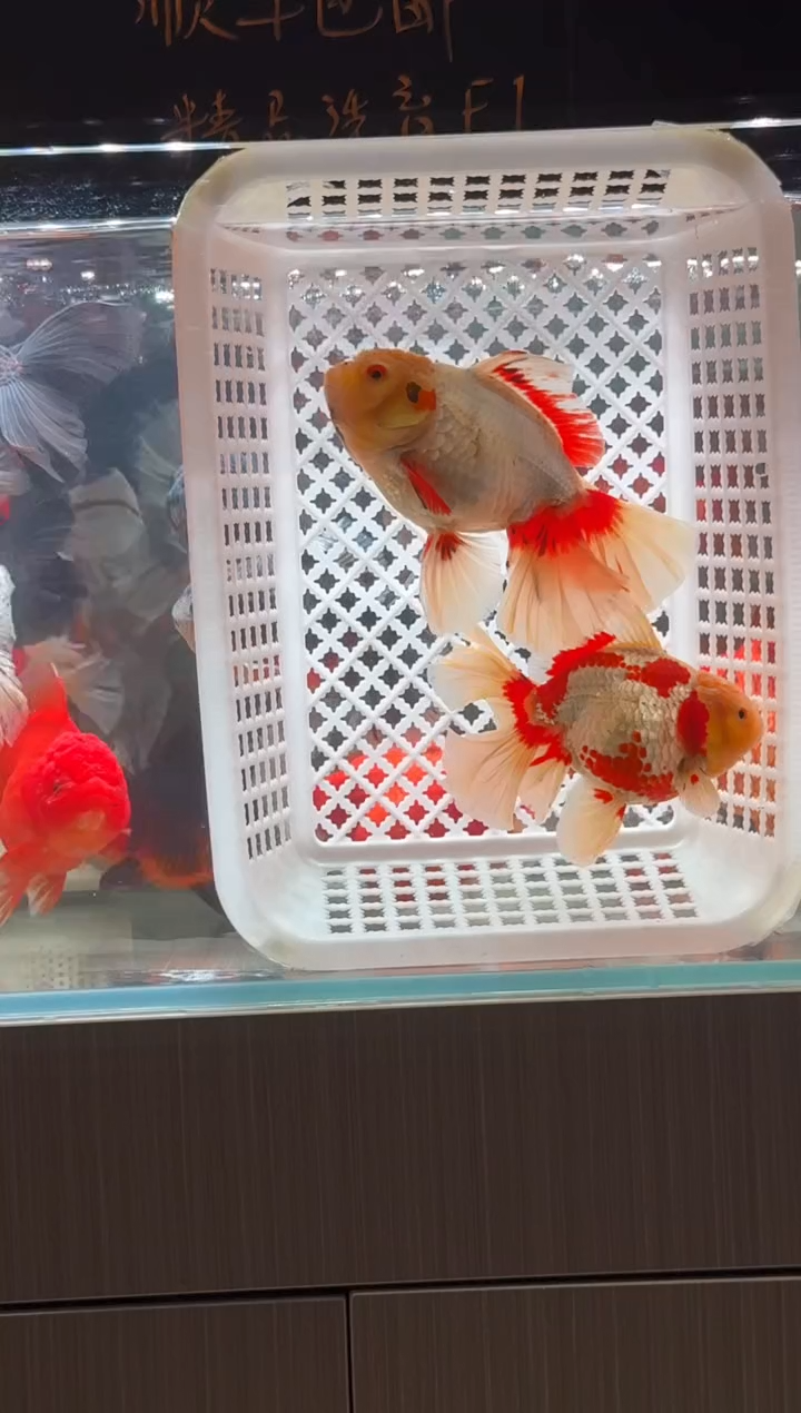金鱼小兔朵专人专拍